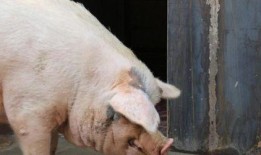 印尼猪瘟最新爆料图,揭秘病毒扩散与防控措施